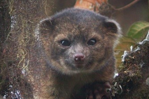 신종 포유류 ‘올링기토’ 중남미 삼림서 발견