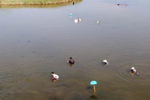 태화강 40여년만에 재첩잡이