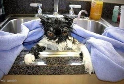 복수심 불타는 고양이 “주인 각오해라”