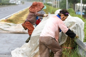 소나기에 젖은 農心