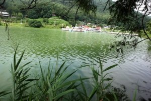 청주도 녹조 비상