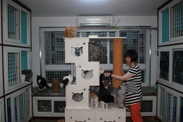 중국 고양이 보호단체인 마오싱저(?行者)를 이끄는 쉬위펑. 쉬위펑은 베이징 후이룽관의 30평대 아파트 두 채에서 고양이 100여 마리를 돌보고 있다.