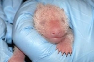 극강 귀요미 ‘아기 판다’