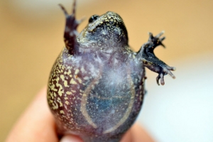 인천 미군기지 ‘기형맹꽁이’