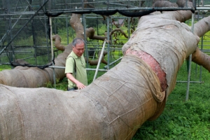 회생 어려워 보이는 괴산 왕소나무