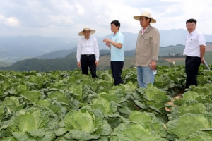 고랭지 배추 작황·가격·수급 점검