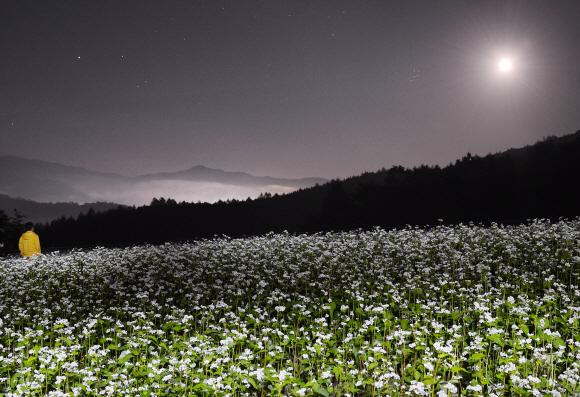 달 밝은 밤의 메밀꽃밭. 봉평 ‘이효석 문학의 숲’에 가는 길에서 마주한 풍경이다. 메밀꽃 축제장의 떠들썩한 분위기를 피해 천천히 메밀꽃을 둘러보기 좋다.