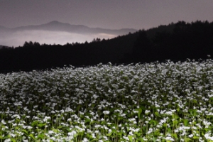 어디로 갈까, 9월의 4色 축제