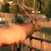 나주 한옥촌 난입…대형 사슴 엘크는?