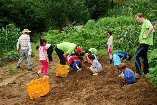 서울 서초구 원지동 청계산 숲속에 위치한 ‘청계산 숲자람터’에서 아이들이 스스로 심고 가꾼 감자를 수확하고 있다.
