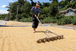 가을 볕에 몸 맡긴 벼