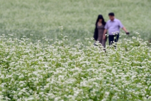 [화보] 메밀꽃길