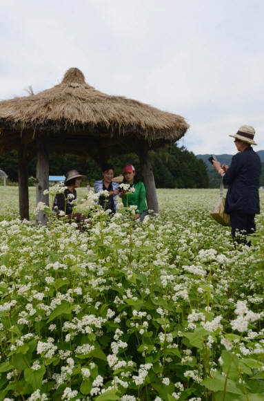 메밀꽃 필 무렵…