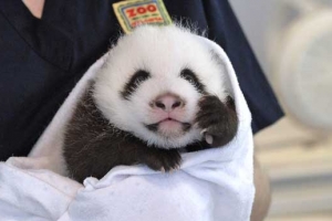 인형인지 동물인지…