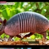 조여정 먹방 ‘아르마딜로’가 뭐길래?…한센병 옮길 수도 있어