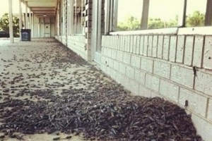 도심 귀뚜라미 습격 ‘경악’