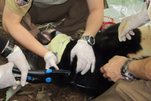 지리산 반달곰 마취에서 해방