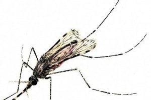 ‘모기 무는 이유’ 알고보니 ‘종족 번식’ 때문?