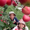 올 추석선물은 탐스러운 함양 사과로