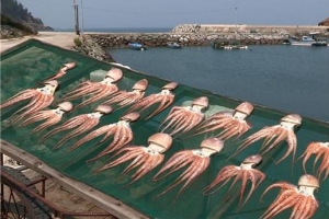 ‘가을바다의 보물’ 여수 참문어 쫄깃한 유혹