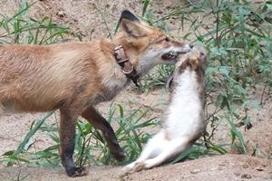 ‘토종여우’ 소백산에 추가 방사