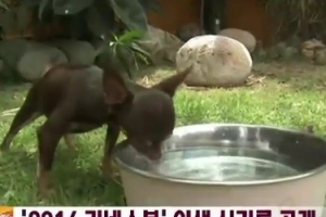 ‘세상에서 가장 작은 개’ 실제 크기는…