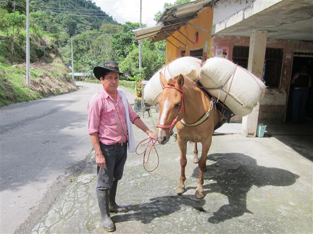 길이 마땅치 않아 이송수단으로는 여전히 트럭이 아닌 당나귀나 말을 이용한다. 콜롬비아 에듀커피 아카데미 제공