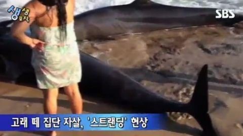 브라질 고래 떼죽음. SBS 영상 캡쳐