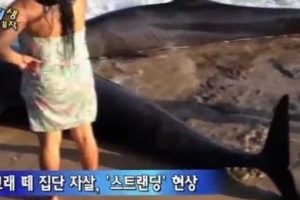 ‘브라질 고래 떼죽음’ 알고 보니 집단자살?
