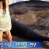 ‘브라질 고래 떼죽음’ 알고 보니 집단자살?