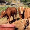 9개월 집 나간 소 2마리, 암컷 만나러 돌아와