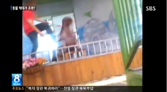 바다코끼리 학대 영상. / SBS 8뉴스 방송화면