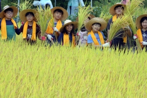 우리가 직접 벼 수확했어요