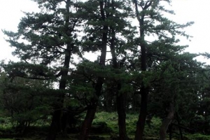 [벌레들의 습격] 천연기념물 ‘제주곰솔’ 재선충 막기 비상