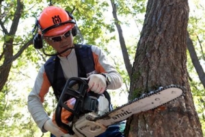 [벌레들의 습격] 소나무재선충·참나무시듦병에 450만 그루 사라져… 피해 눈덩이