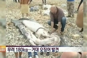 180kg ‘괴물오징어’ 발견