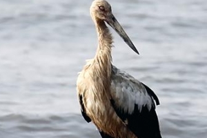 국내 유일 철새연구센터 아시나요… 흑산도 현지 가보니