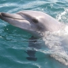 “돌고래 제돌이 방류 세계적으로 전례 없어”