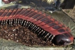 ‘3억 년 전 대형 지네’ 왜 2.6m까지 자라나 했더니…