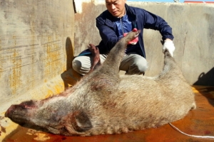 병원 응급실·영안실에 멧돼지 난입…현장서 사살