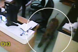 멧돼지, 병원 응급실·장례식장서 난동