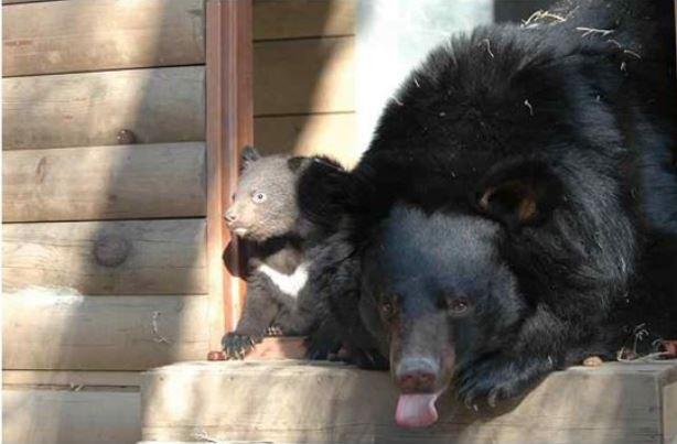 어미 곰과 훈련 중인 새끼 반달가슴곰. 국립공원관리공단 제공
