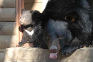 새끼 반달곰 형제 지리산에 야생 방사