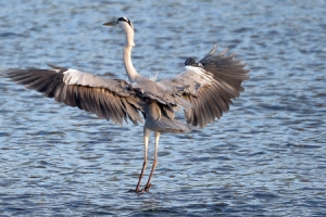 청계천 못잊어?… 가을 속 여름 철새
