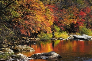 가을 향한 일편단심