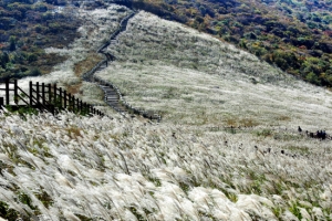 바람도 쉬어가는 억새 명소5선