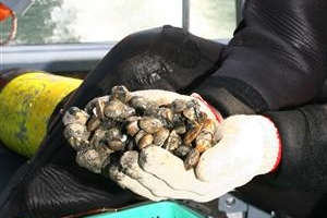 환경재앙 딛고 돌아온 태화강 바지락·재첩… 연말부터 식탁 오른다