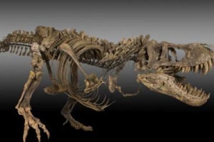 공룡뼈 30억원 ‘대박’ 낸 농부