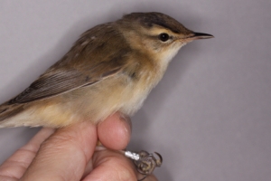 일련번호 붙인 가락지 끼워 철새 ‘쇠개개비’ 이동로 확인