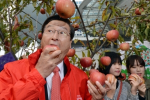 청송 꿀사과 한입에 꿀~꺽